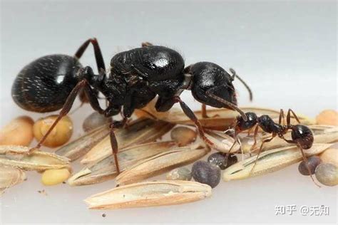 蚂蚁怎样才能彻底清除干净,家里到处是蚂蚁怎么彻底清除百度百科 - 品尚生活网