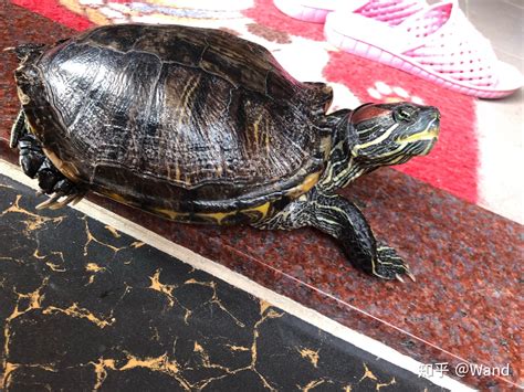 巴西龟长有双头六脚，养龟四十多年第一次见，对待它如宝贝似的|乌龟|双头|宝贝_新浪新闻