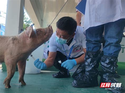 给猪打疫苗，给鸡采血样……这是一场兽医间的激烈角逐_长沙_湖南频道_红网