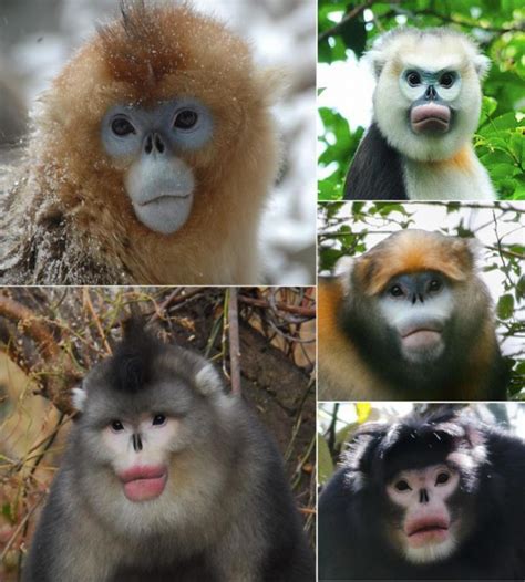 科学网—金丝猴的生存现状与保育危机 | Science Bulletin - 科学出版社的博文