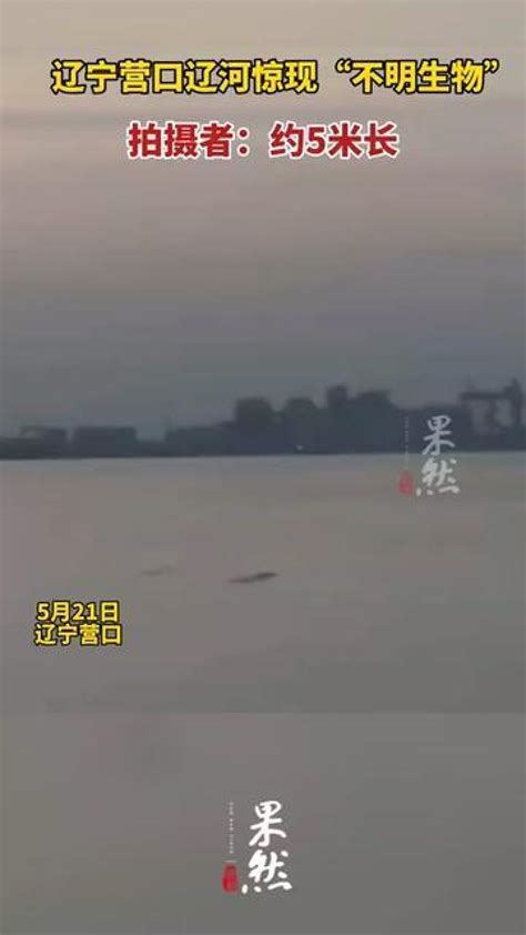 辽宁营口辽河惊现“不明生物”，拍摄者：约5米长！_腾讯视频