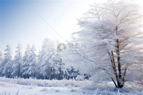 怀雪图片