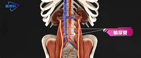 双“管”齐下 | 3D演示输尿管的结构_膀胱_动脉_交叉