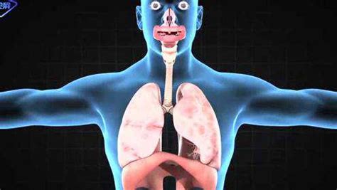呼吸系统，人体与外界空气进行气体交换的一系列器官的总称，包括鼻、咽、喉、气管、支气管及由大量的肺泡、血管、淋巴管、神经构成的肺，以及胸膜等组织 ...