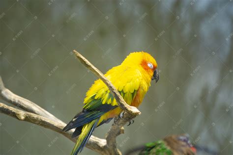 枝头睡觉黄色鹦鹉摄影图高清摄影大图-千库网