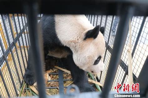 安徽休宁：国宝大熊猫入驻生态乐园_安徽频道_凤凰网