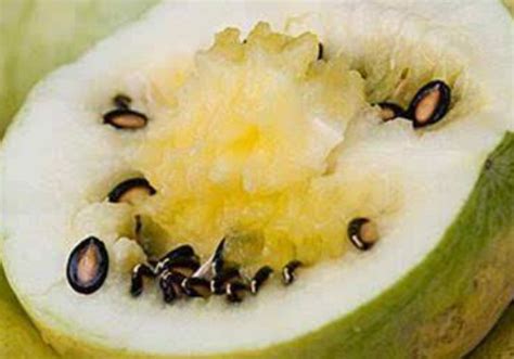 西瓜子是什么瓜的籽 籽瓜是温性还是凉性