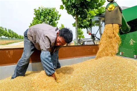 2019年全国农民合作社典型案例之三：河北省南和县金沙河农作物种植专业合作社