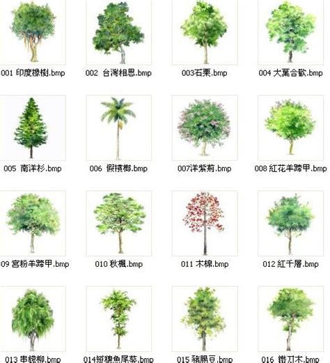景观树木图片及名称,园林常见树木图片名称_大山谷图库