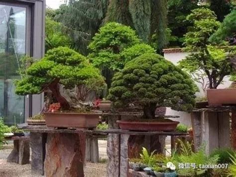 第五届中国风盆景展今年10月在南京举办 - 植保 - 园林网