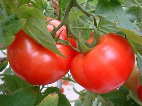 山东普罗旺斯超甜沙瓤西红柿10斤新鲜番茄时令水果蔬菜农家包邮_虎窝淘