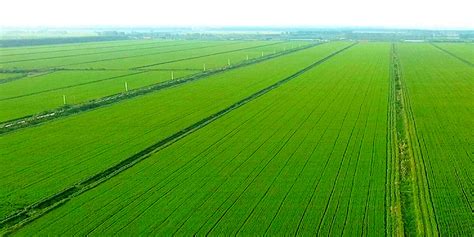 苏垦农发研究报告：精耕细作种植产业，积极保障粮食安全 - 知乎