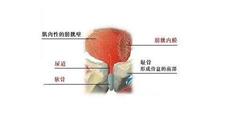 膀胱在哪个位置图图片 膀胱在哪个位置图图片