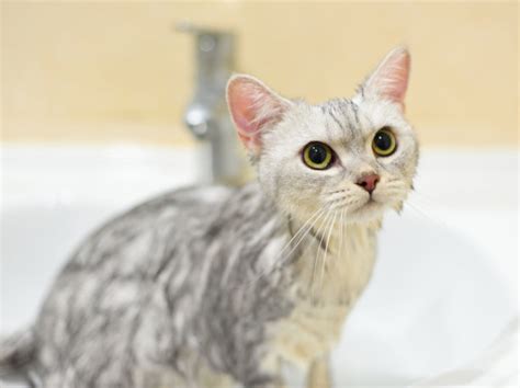 猫多大能洗澡多久洗一次呢？ - 知乎