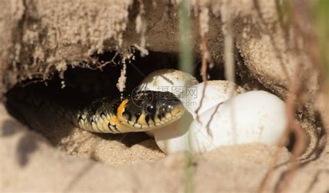 蛇卵在洞里保护母亲高清图片下载-正版图片502566579-摄图网