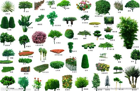 园林配名景观植物集PSD素材 - 爱图网