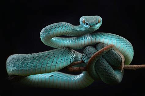 北京常见的本土蛇有十多种 见到这种蛇要尽量远离__财经头条
