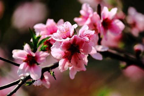 春天里，关于桃花的浪漫文案 - 知乎