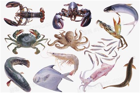海鲜名字大全集,各种海鲜的名称和种类是什么 - 逸生活