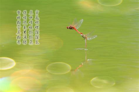 蜻蜓点水动画,蜻蜓点水动图,蜻蜓点水水墨画(第2页)_大山谷图库