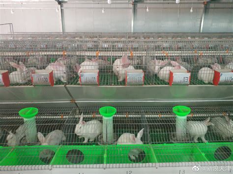 肉兔养殖/加盟/培训 - 农业加盟 - 桂林分类信息 桂林二手市场