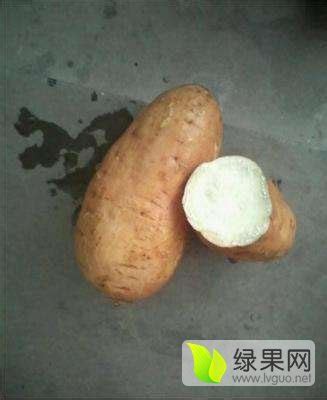 元氏县最大的红薯专业种植基地_红薯价格行情_蔬菜商情网