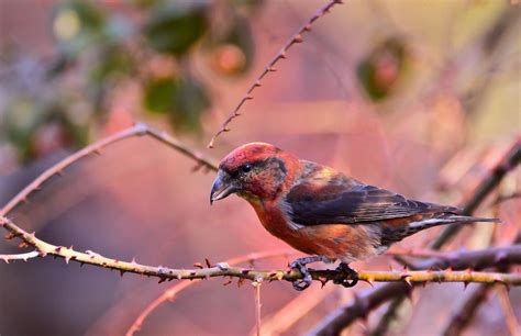 红交嘴雀（雌，雄）-中关村在线摄影论坛