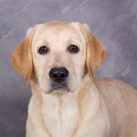 纯种拉布拉多犬幼犬狗狗出售 宠物拉布拉多犬可支付宝交易 拉布拉多犬 /编号10102400 - 宝贝它