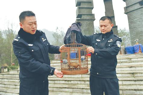 画眉鸟头型图片及介绍（如何挑选画眉鸟？） | 说明书网