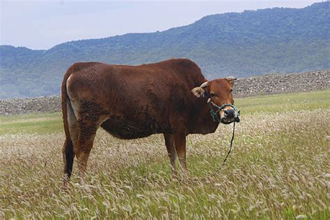水牛力气比黄牛大，为什么人们反而喜欢养黄牛耕地？6个原因-农村土地网
