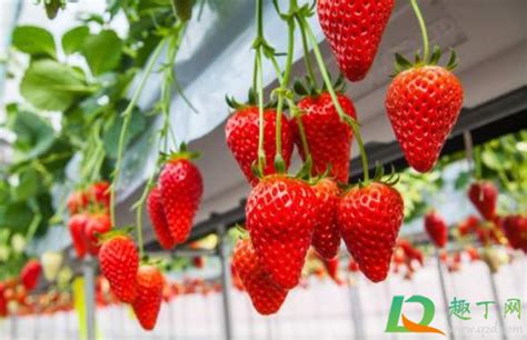 草莓的功效与禁忌 吃草莓的好处及注意事项_彩牛养生