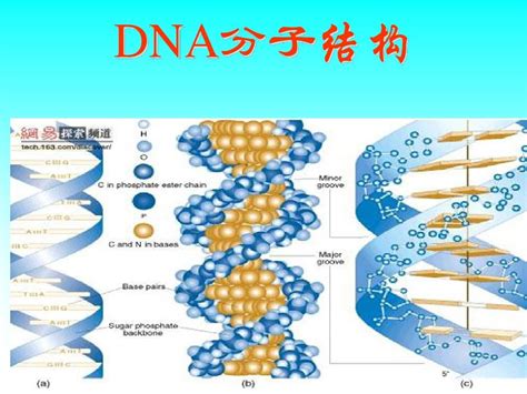 高中生物必修2第3章第2节DNA分子的结构说课课件_word文档在线阅读与下载_免费文档