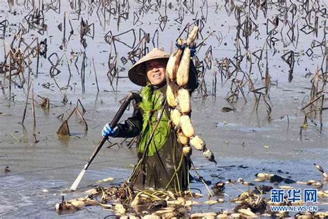 地藕图片