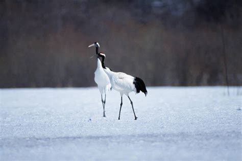鹤雪图片