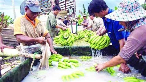 蔬菜基地诞生记——中国技术让老挝首都郊区农户受益匪浅_光明网