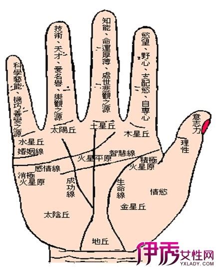 男士手相图解左手图片 男士手相图解左手图片
