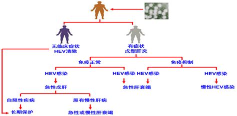 庄辉院士：《戊型肝炎防治共识》解读_阳性率_疾病_全球