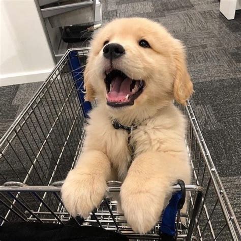 非主流金毛犬头像