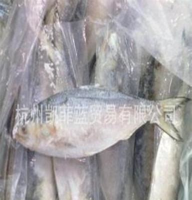 供应冰鲜鱼类-缅甸鲥鱼 杭州批发处_中科商务网