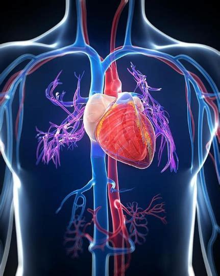 人体心脏模型图片素材-正版创意图片401185709-摄图网