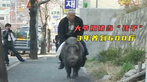 大爷捡到一只野猪，当小孩养到600斤，每天骑着它逛街_高清1080P在线观看平台_腾讯视频
