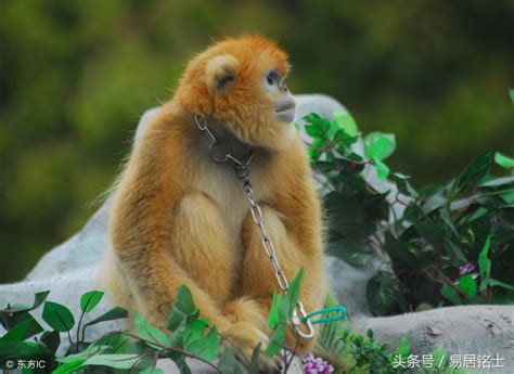 猴子王国 - 腾讯视频