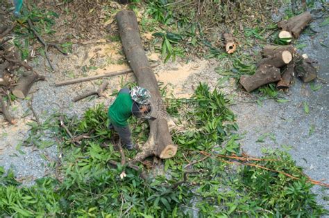 砍树者或伐木工人手持链锯在森林中砍伐绿色木柴天然树高清图片下载-正版图片306482913-摄图网