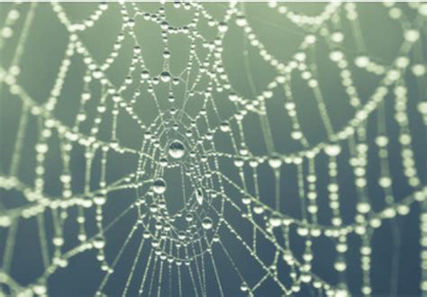 梦见蜘蛛网是什么意思 梦见蜘蛛网有什么预兆 - 万年历