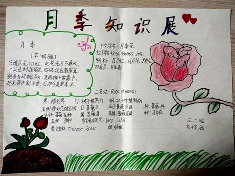 三年级关于花的手抄报(三年级关于花的手抄报图片) | 抖兔教育