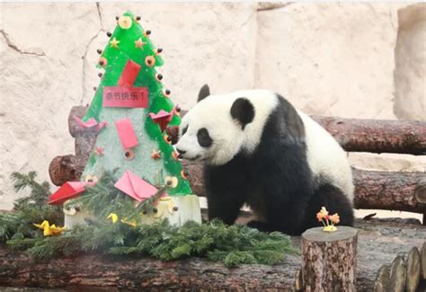 中国两只大熊猫“丁丁”和“如意”今日起程赴俄罗斯_新宁德