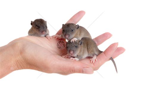 非常小的婴儿老鼠在手掌上高清图片下载-正版图片507033132-摄图网