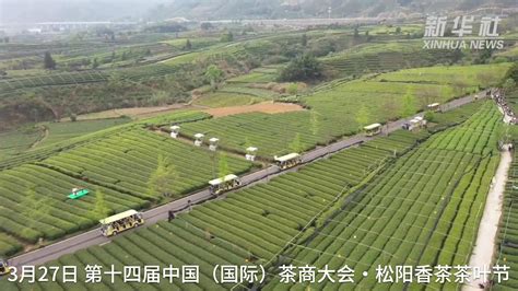 松阳县茶农迎来一年最繁忙的茶叶采摘加工季节