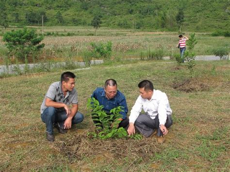 南亚热带作物研究所 服务三农 南亚所科技人员到田阳进行番荔枝栽培技术指导