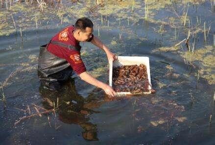 潜江龙虾学校—养殖小龙虾技术浅谈小龙虾养殖一般水质和土壤条件